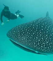Your holiday snaps of whale sharks could be very useful.