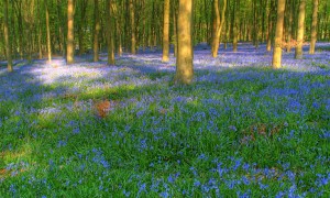 Bluebells - as risk from climate change and other aspects of economic progress? 