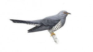 Cuckoo - under threat