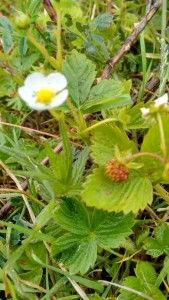 Wild strawberries - food for free and part of our natural capital