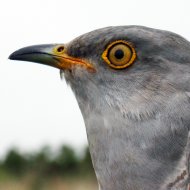 Ash, one of the cuckoos being tracked by the BTO